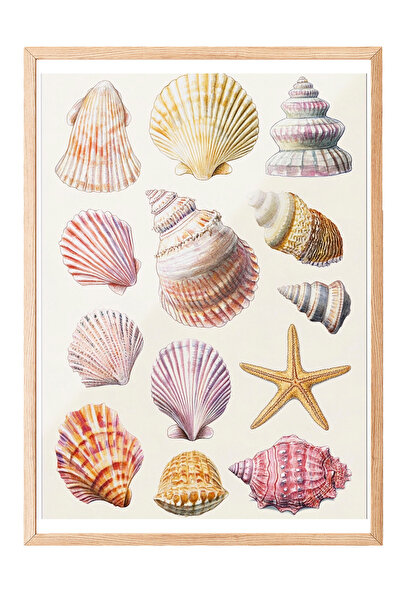 Zestia Tablou înrămat în lemn, Comoara Mării – Ilustrație vintage cu scoici, ...