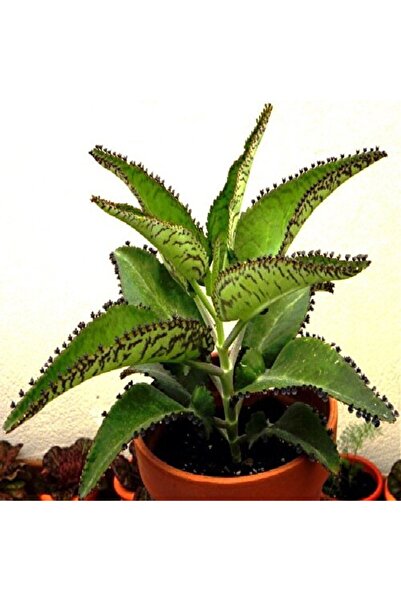 Mimoza Aşkın Gözyaşı Çiçeği (Kalanchoe Daigremontiana) 10-20 cm