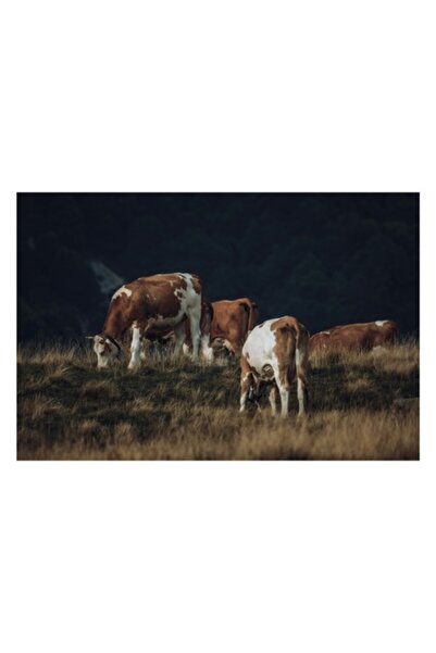 OEM Tablou Canvas, „tăcerea câmpului la sfârșitul verii”, Vaci, Pajiște, Apus...