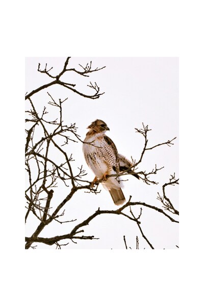 OEM Tablou Canvas, Vulturul pe ramuri uscate iarna, Majestic, Hawk, Perched, Bare, Branches, Observant,