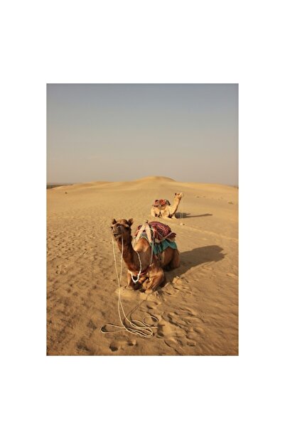 OEM Tablou Canvas, 'Tihna caravanelor in desertul fierbinte', Camile, Desert, Nisip, Cer, Singuratate, C