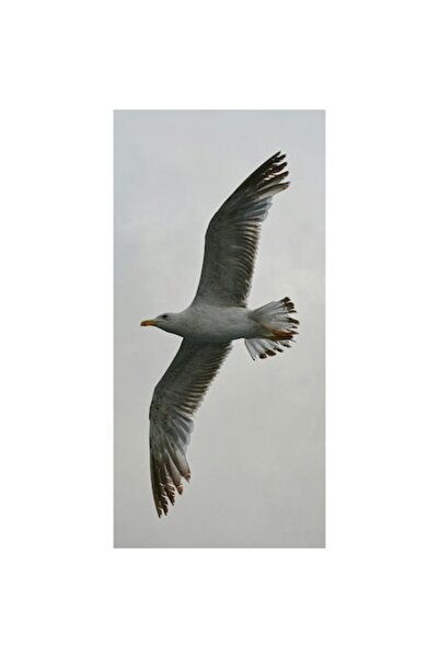 OEM Pictură pe pânză, „Zborul calm al pescărușului alb”, Artă naturală, 100 x...