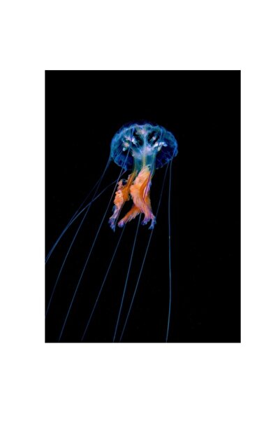 OEM Tablou Canvas, "Meduza plutind in adancurile oceanului", 100 x 150cm