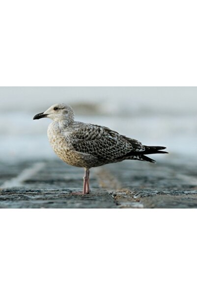 OEM Tablou Canvas, "Pescarusul pe tarmul tacut al marii", 50 x 90cm