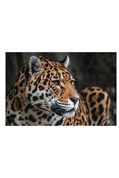 OEM Tablou Canvas, "Privirea enigmatica a jaguarului", 90 x 50cm
