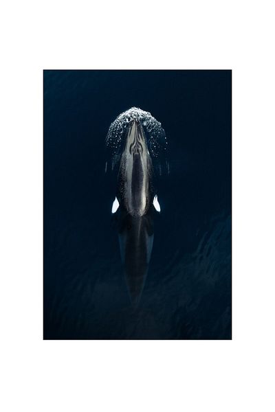 OEM Tablou Canvas, "Orca inotand in apa albastra", 26 x 39cm