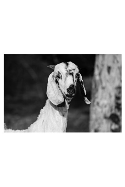 OEM Tablou Canvas, "Capra cu urechi de matase", 39 x 26cm