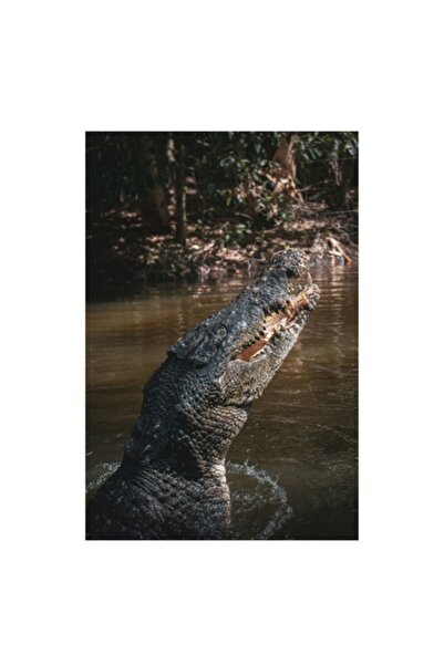 OEM Tablou Canvas, "Crocodilul in apele mlastinoase", 50 x 70cm