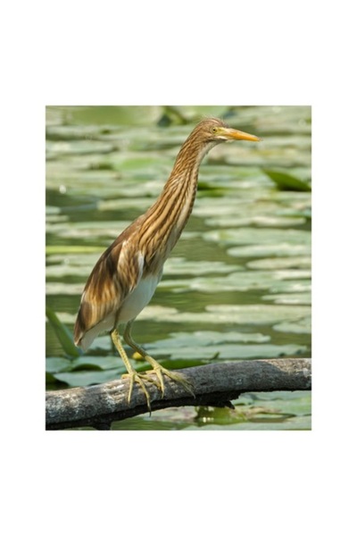 OEM Tablou Canvas, "Egretul printre frunze de nufar", 70 x 100cm