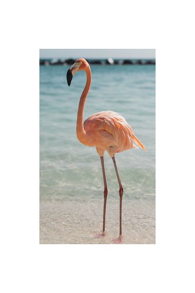 OEM Tablou Canvas, "Flamingo elegant pe malul marii", 50 x 50cm