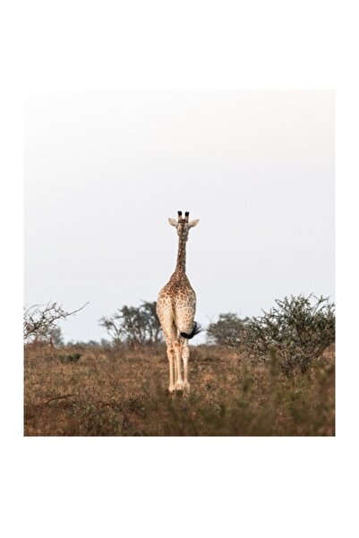 OEM Tablou Canvas, "Girafa singuratica pe savana africana", 50 x 50cm