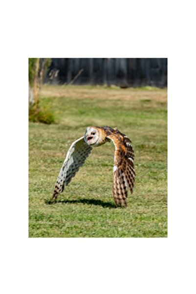 OEM Tablou Canvas, "Bufnita in zbor deasupra pajistii", 50 x 70cm