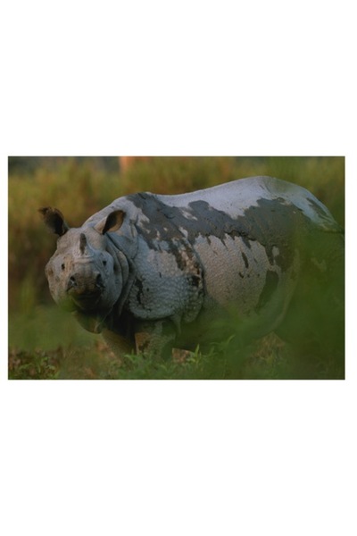 OEM Tablou Canvas, "Rinocer indian in lumina diminetii", 70 x 50cm