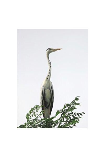 OEM Pictură pe pânză - „Vestitorul Pădurii de Smarald”, Pasăre, Stuf, Cer, Pe...