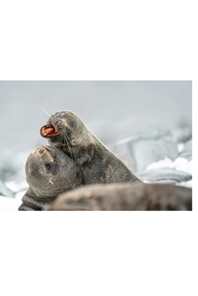 OEM Pictură pe pânză, „Foci jucându-se pe țărmul înghețat”, Joc, Blană, Gheaț...