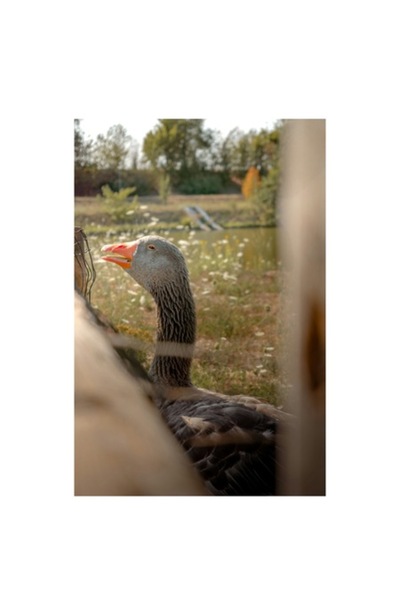 OEM Tablou Canvas, "Gasca singuratica langa apa linistita", 26 x 39cm