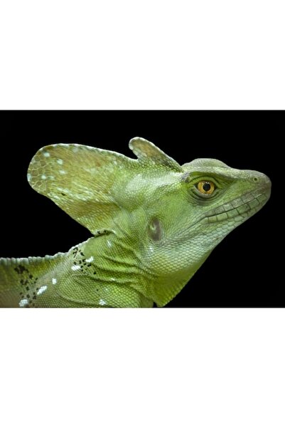 OEM Tablou Canvas, "Portretul unui dragon verde enigmatic", 90 x 50cm