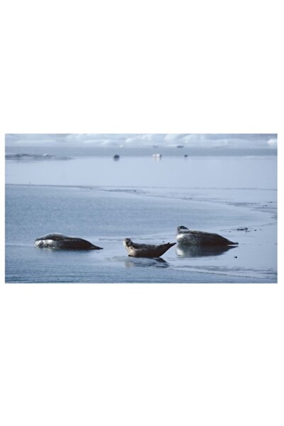 OEM Tablou Canvas, "Foci odihnindu-se pe gheata albastra", 70 x 50cm