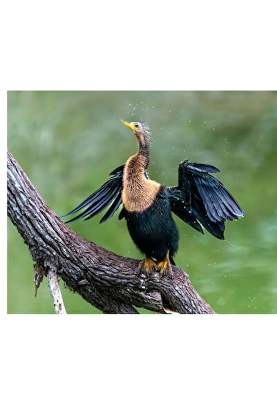 OEM Tablou Canvas, "Cormoranul scuturandu-se dupa ploaie", 70 x 50cm