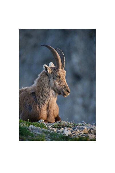 OEM Tablou Canvas, "Capra neagra contempland orizontul montan", 70 x 100cm