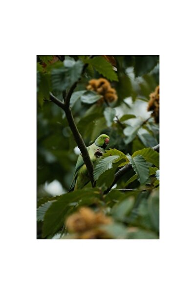 OEM Tablou Canvas, "Papagal verde printre frunzele copacului", 70 x 100cm