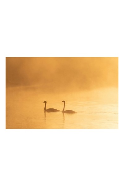 OEM Tablou Canvas, "Linistea diminetii pe lacul auriu", 90 x 50cm