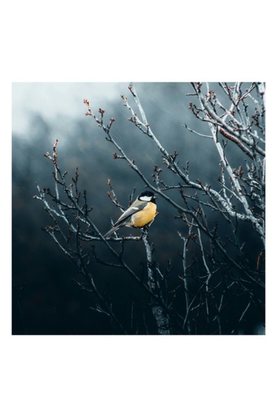 OEM Tablou Canvas, "Pasare in taina crengilor uscate", 100 x 100cm