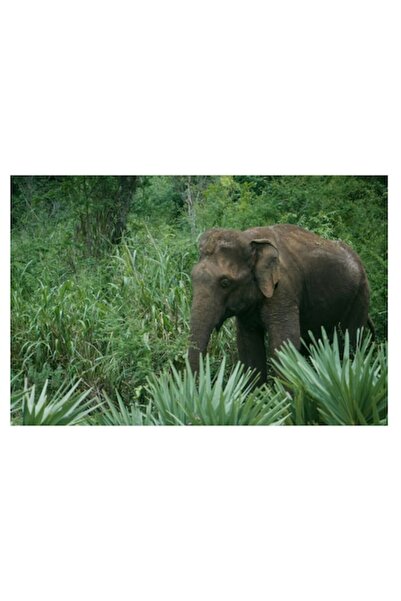 OEM Tablou Canvas, "Elefant printre verdeata densa tropicala", 100 x 70cm