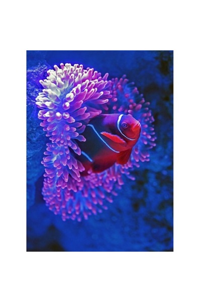 OEM Tablou Canvas, "Pestele clovn in adancime albastra", 50 x 70cm