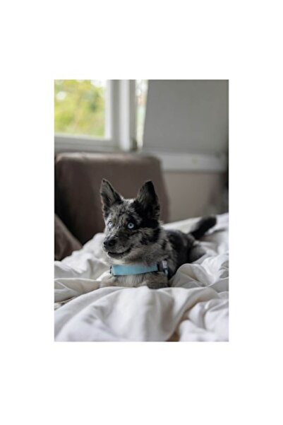 OEM Tablou Canvas, "Catelul albastru cu privire curioasa", 50 x 70cm