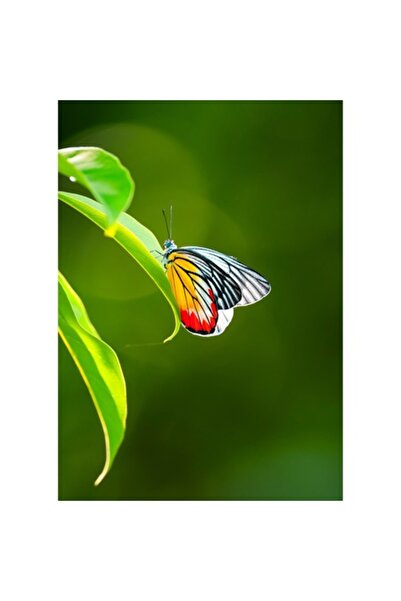 OEM Tablou Canvas, "Fluture pe frunza inverzita", 26 x 39cm