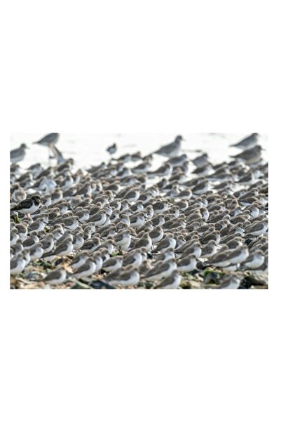 OEM Tablou Canvas, "Dansul miilor de pasari marine", 70 x 50cm