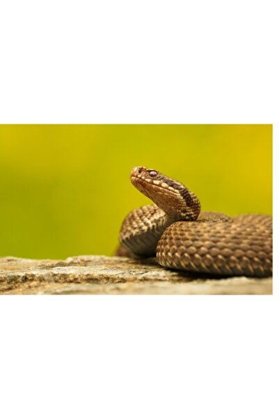 OEM Tablou Canvas, "Sarpe pe piatra sub cer senin", 100 x 100cm