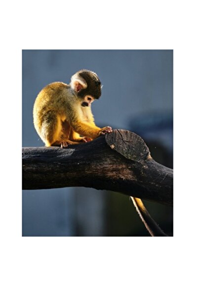 OEM Tablou Canvas, "Maimuta visatoare pe ramura batrana", 50 x 70cm