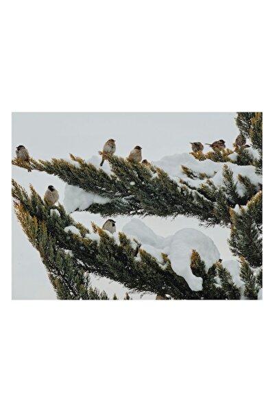 OEM Tablou Canvas, "Pasari odihnindu-se pe crengi inzapezite", 100 x 100cm