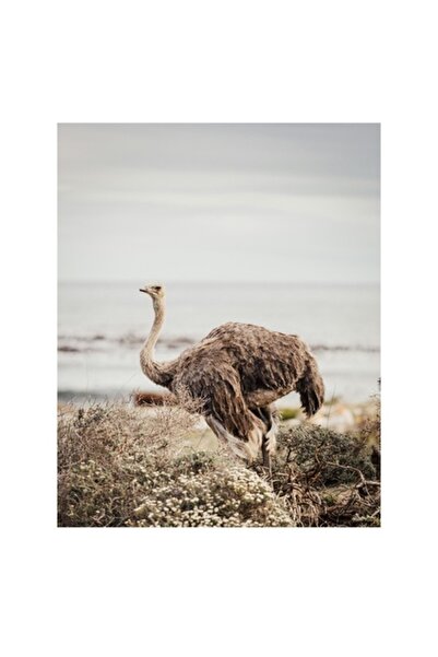 OEM Pictură pe pânză, „Struț contemplativ în peisajul mării”, Struț, Litoral,...