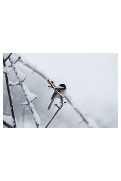 OEM Tablou Canvas, "Micul oaspete pe ramura inghetata", 70 x 50cm