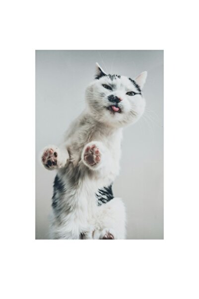 OEM Tablou Canvas, "Pisica jucausa in aer senin", 70 x 100cm