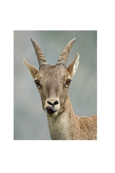 OEM Tablou Canvas, "Capra superba in peisaj montan", 50 x 90cm