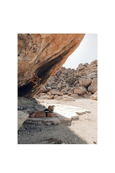 OEM Tablou Canvas, "Catel tolanit sub stanca insorita", 70 x 100cm