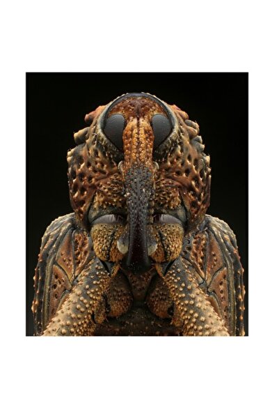 OEM Tablou Canvas, 'Strajerul cu armura punctata', 50 x 70cm