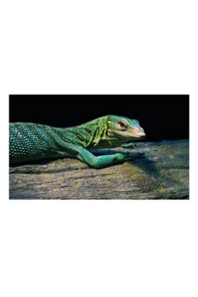 OEM Tablou Canvas, Soparla Verde