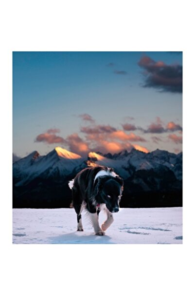 OEM Tablou Canvas, "Cainele plimbandu-se pe zapada alpina", 100 x 100cm