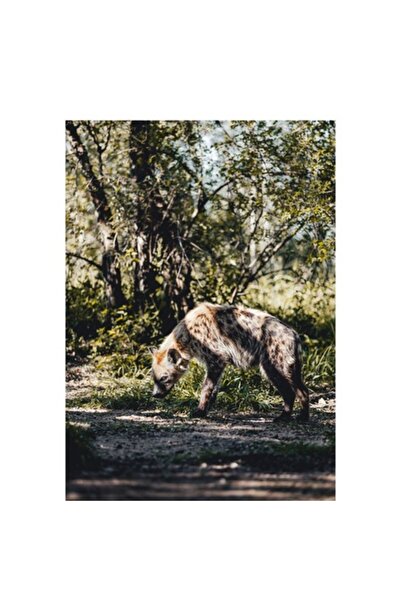 OEM Tablou Canvas, "Hiena in lumina diminetii padurii", 50 x 50cm