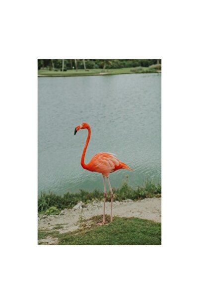 OEM Tablou Canvas, "Flamingo pe malul lacului linistit", 39 x 54cm