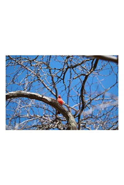 OEM Tablou Canvas, "Cardinalul singuratic in copac uscat", 54 x 39cm