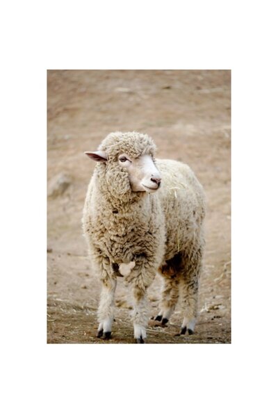 OEM Tablou Canvas, "Oaia visand la pasunile verzi", 100 x 100cm