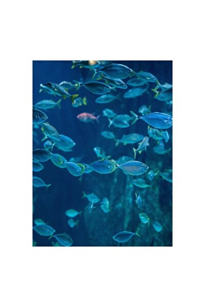 OEM Tablou Canvas, "Dansul albastru al pestilor oceanici", 100 x 150cm