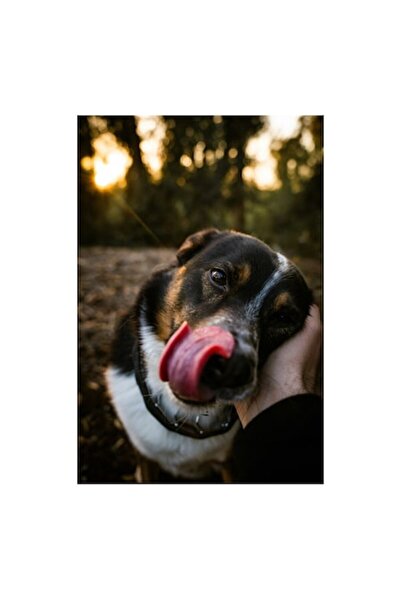 OEM Tablou Canvas, "Catel jucaus la asfintit padurean", 70 x 100cm