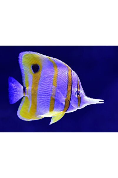 OEM Tablou Canvas, "Pestisorul tropical in nuante vibrante", 150 x 100cm